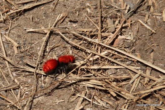 hike with Elly, Fritz, Jim Oak Canyon red velvet ant-002
